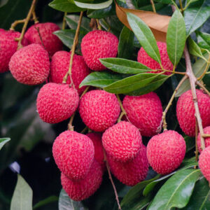 Lychee